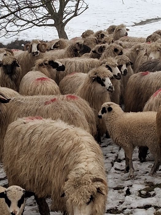 De vânzare 70 de oi bune de tinut