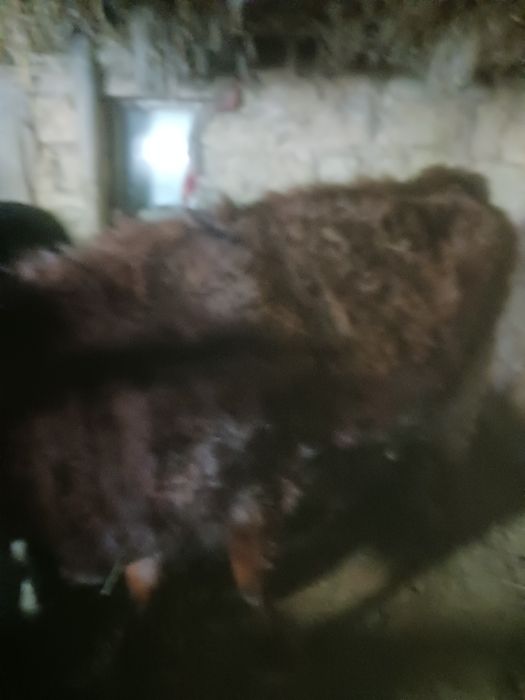 Откоромленых бычков.