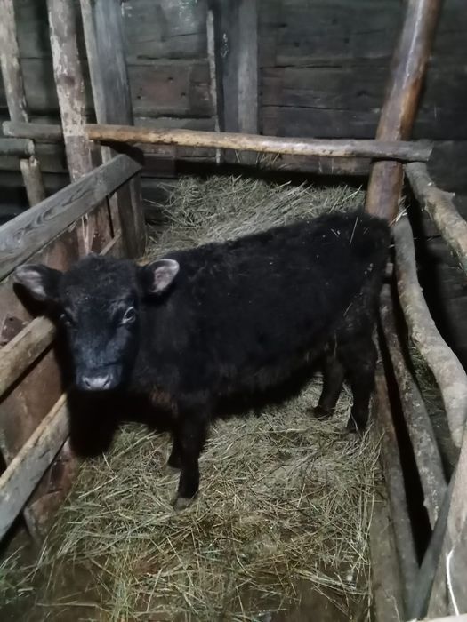 Продам телёнка телочка