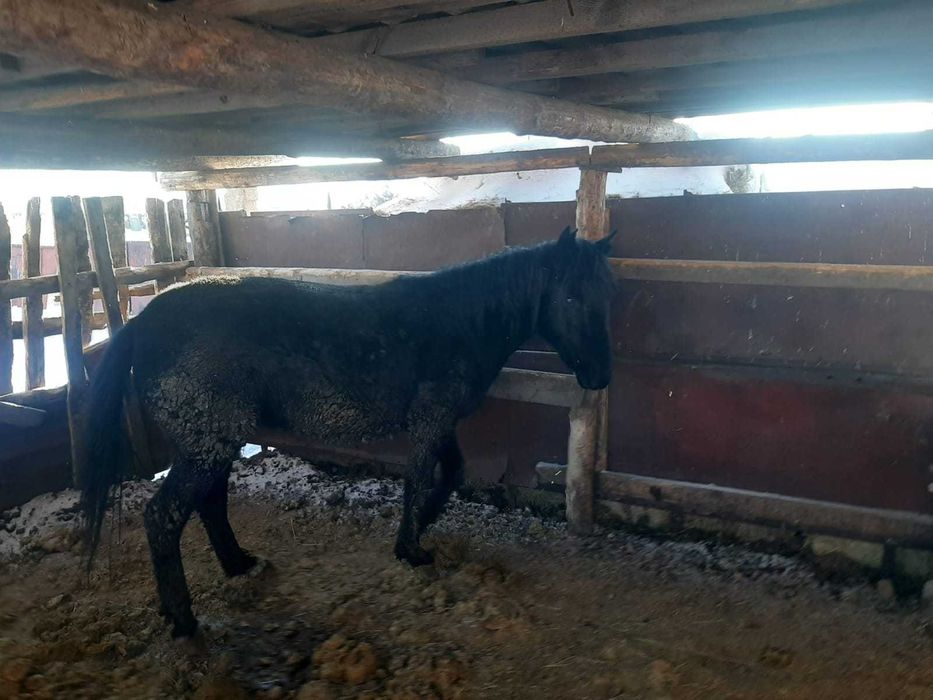 Байтал сатылады соғымға