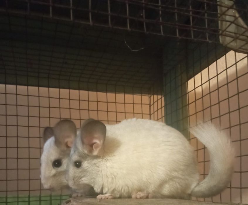 Детеныши шиншиллы 5 месяцев