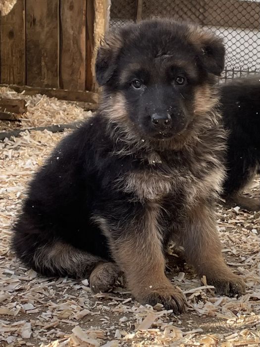 Щенки немецкой овчарки