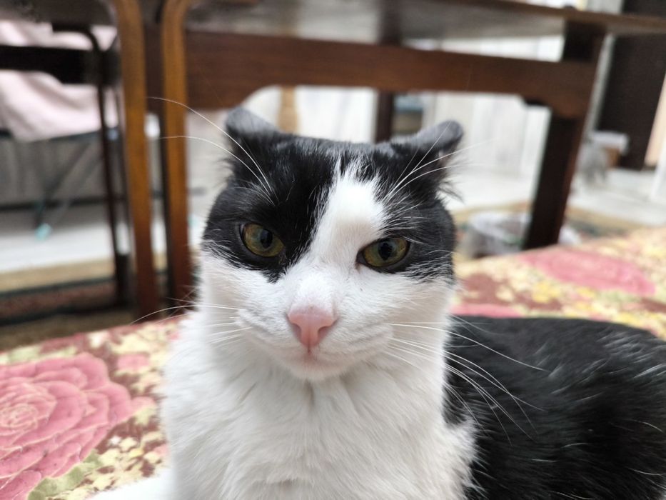 Котенок 7 месяцев