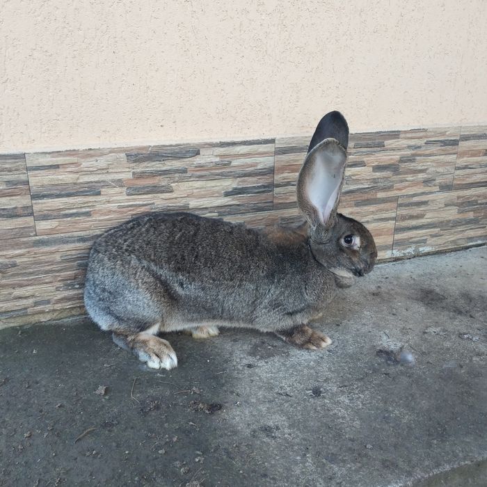 Vînd o femelă și un mascul uriaș german gri