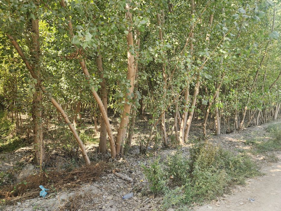 Chek sotiladi yozyovon tumani soyboyi qishlogida