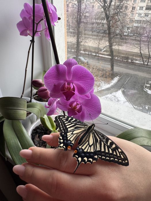 Живая волшебная бабочка
