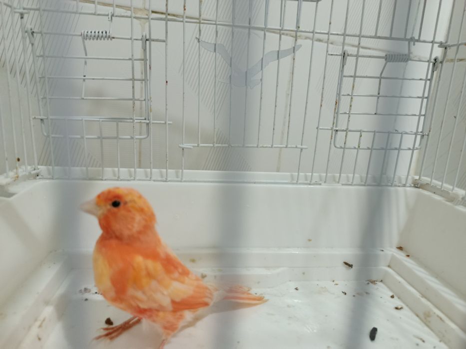 Кенар, канарейка нар