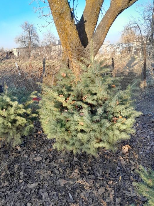 Елки туи смаракты