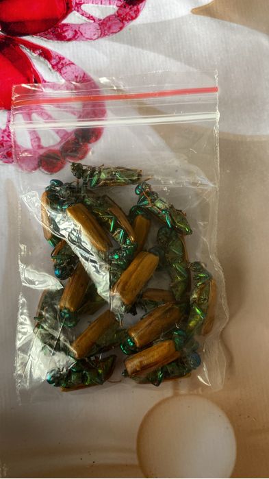 Емдік алтын қоңыз