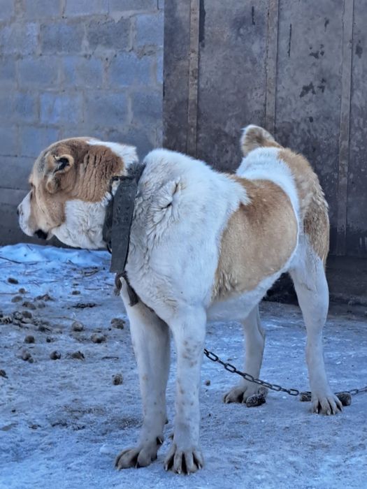 Пропала собака!!!