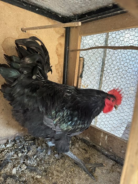 Vand cocosi de australorp