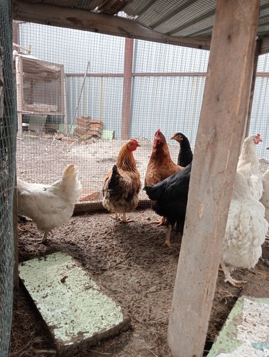 Продам куры домашние