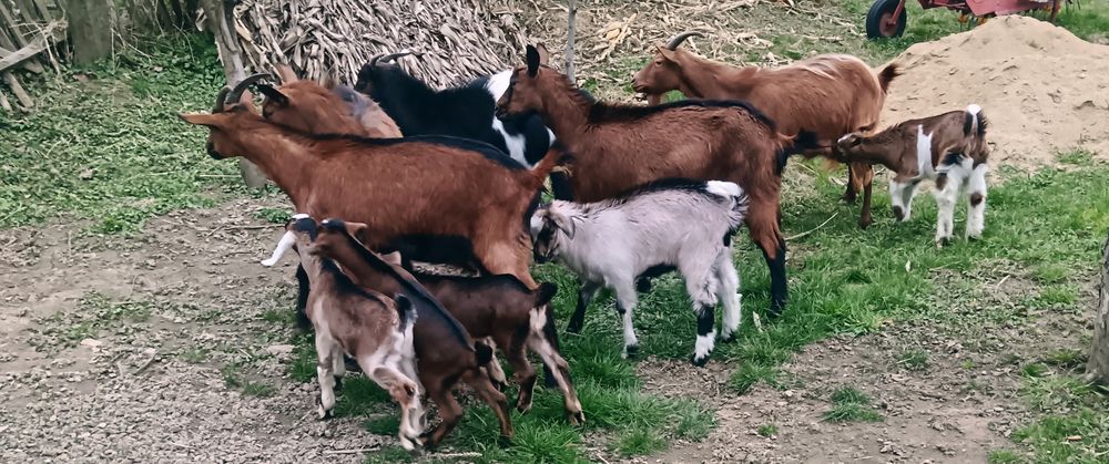 Vând capre și iezi crescuți natural,