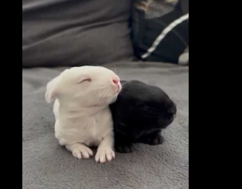 Iepuri hibrizi: neozeelandez alb cu hycole