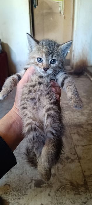 Котята в хорошие руки