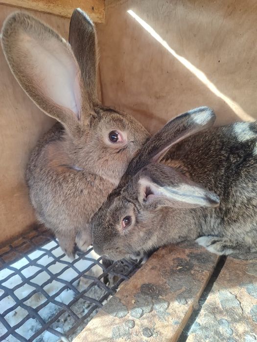 Продаются кролики- самцы.