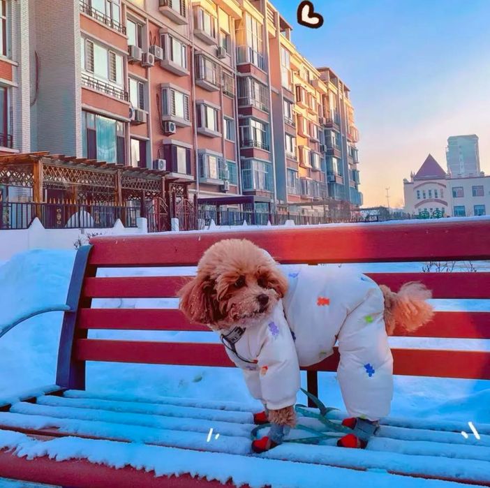 Одежда для собак, зимний костюм хs