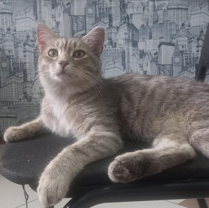 Ищем дом для котенка, 3 месяца