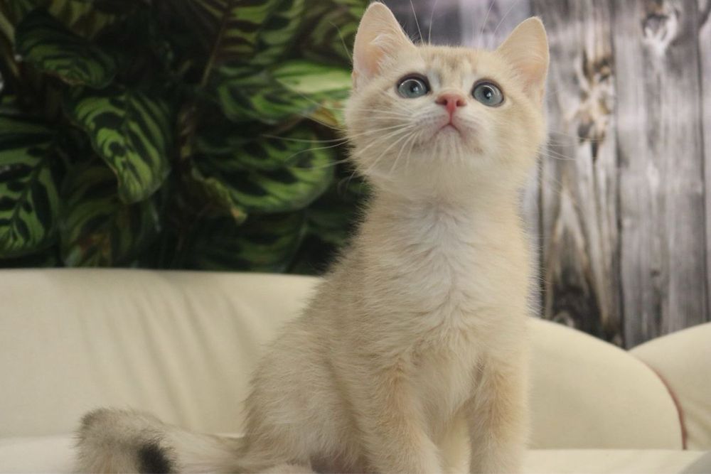 Британские мальчики