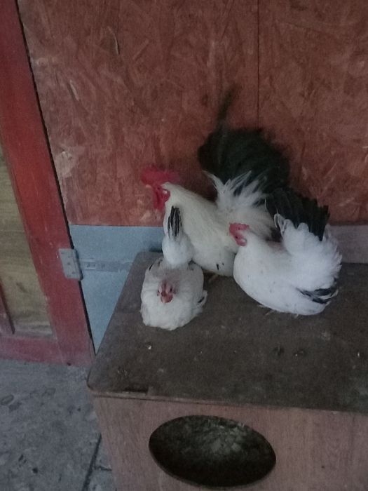 De vânzare Cocoș   găini și pui  Chabo 2025