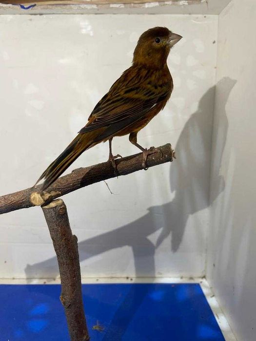 кенор певчий-лучший подарок