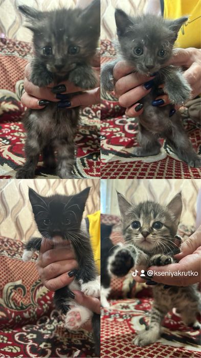 Котята ищут дом, рождены 18 июня.