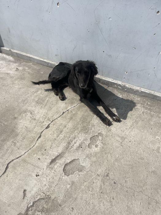 Продам собаку Тазы