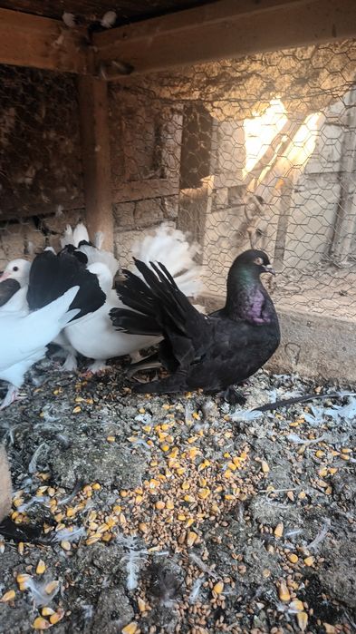 Kingi și rotați de vânzare!