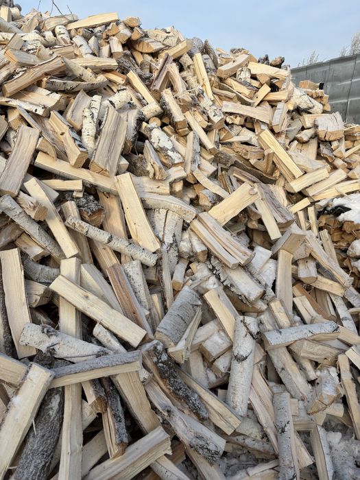 Отын жарылган ак кайын