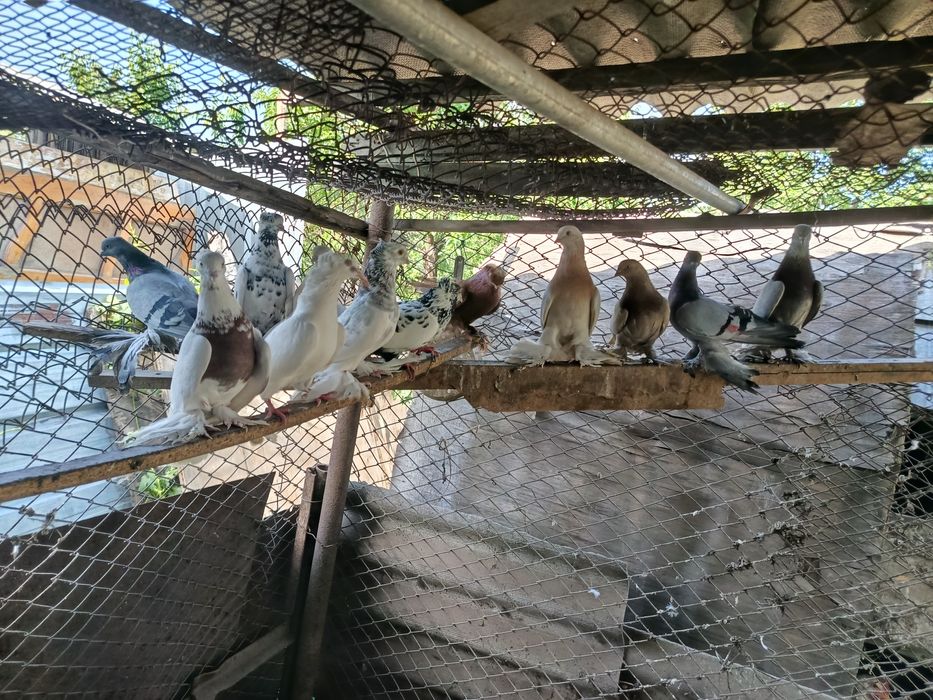 Продам голубей разных