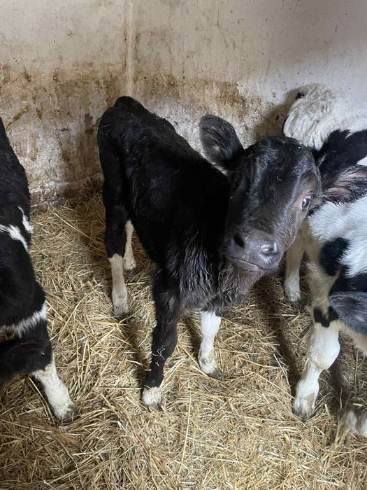 4 женски 1 мъжко