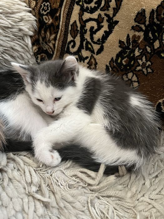 Котенок серая девочка к лотку приучена
