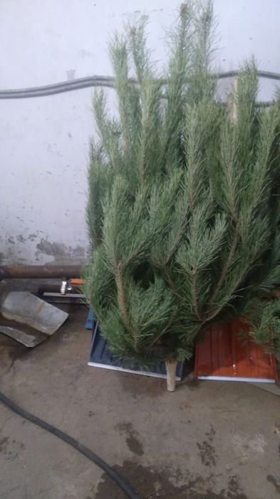 Продам ёлку хорошее