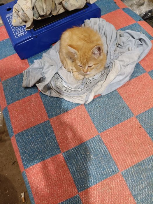 Котята в добрые руки.