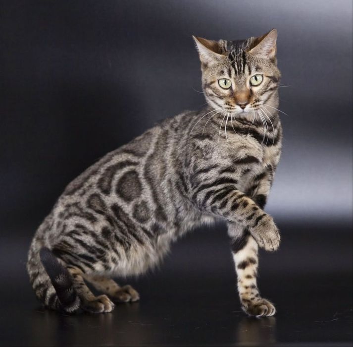 Бенгальская кошка