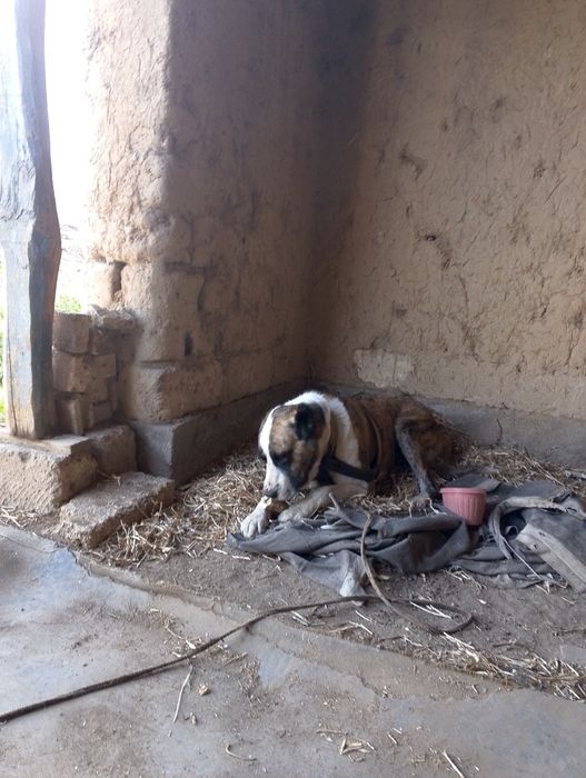 It sotiladi zotdor 1yoshar