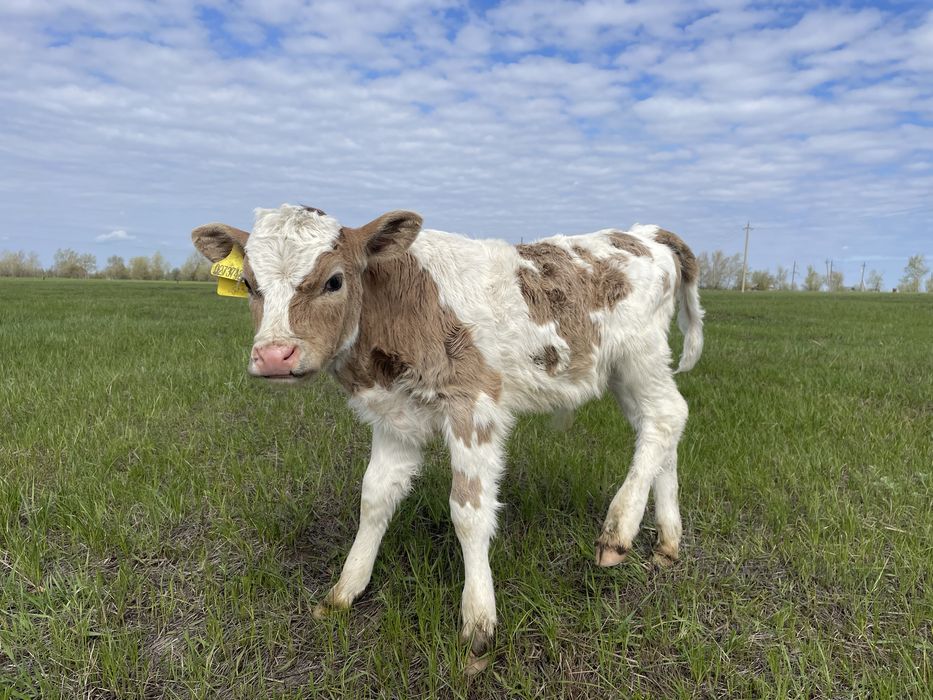 Бычок 2-х недельный