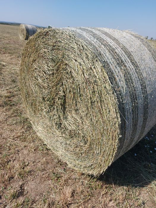 Lucerna coasa 2  , an 2026