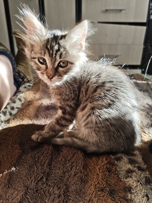 Отдам в добрые руки котенка