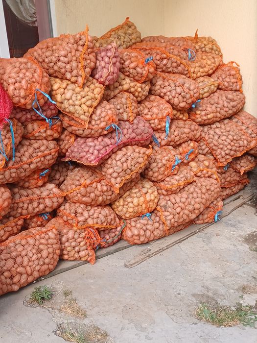 Cartofi de sămânță și animale 0,80.  ron transport gratuit