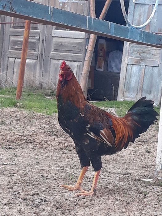 Сұлтан  Байсбаев 9