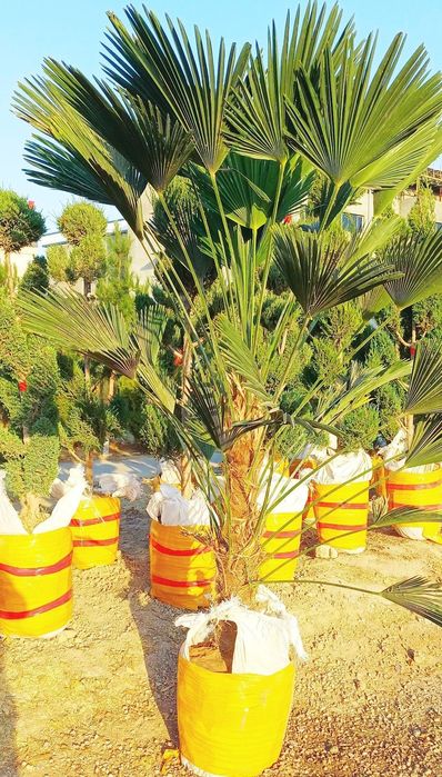 Йевропадан келтирилган узмзда йетиштирилган Кипарс Арчалармз бор