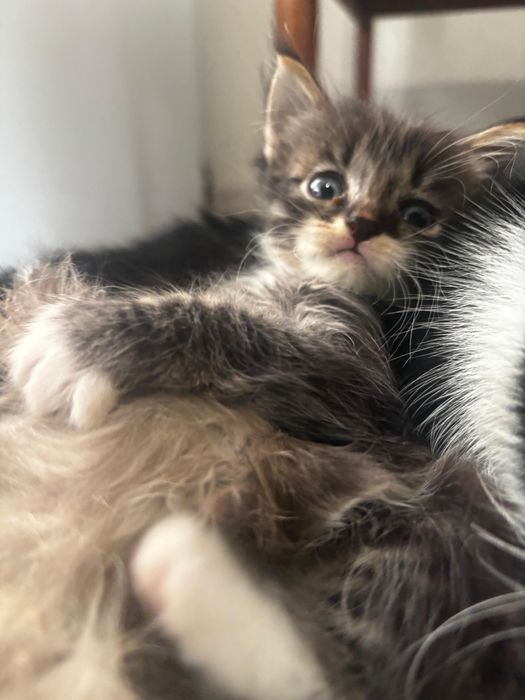 Кошки 2 айлық.