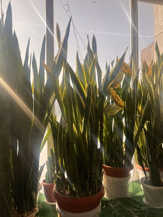 Продам отростки сансесверии.