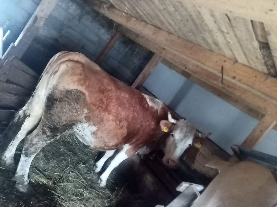 Vând vacă  la al 3 vițel