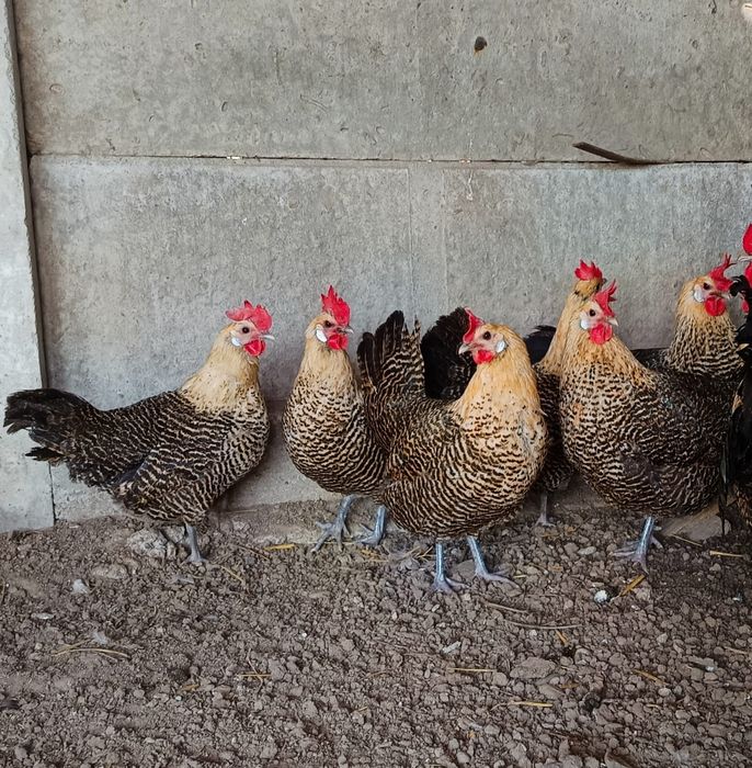 Ouă incubat găini  brakel auriu