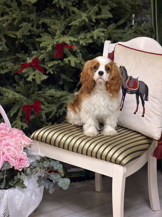 Кавалер Кинг Чарльз Спаниель