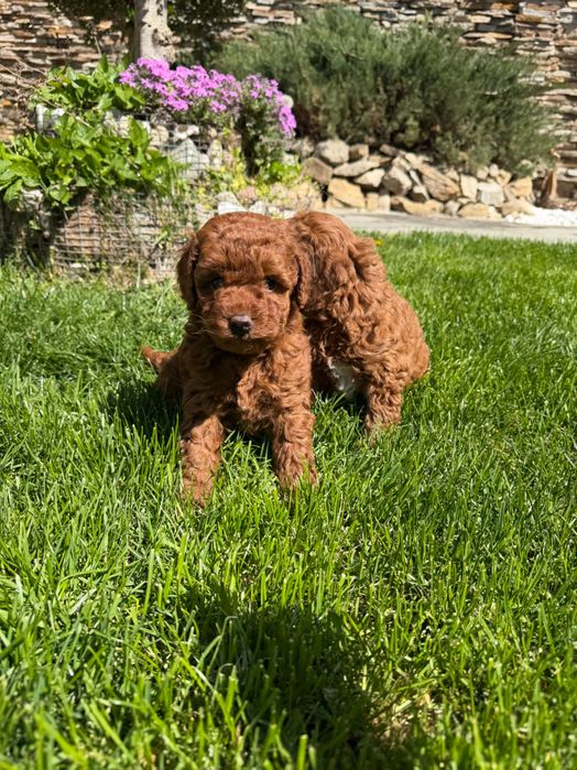 Пудел red poodle