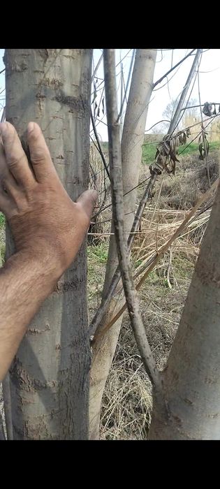 QORA TOL sotuvga chiqdi oladiganlar aloqaga chiqilar  ‼️