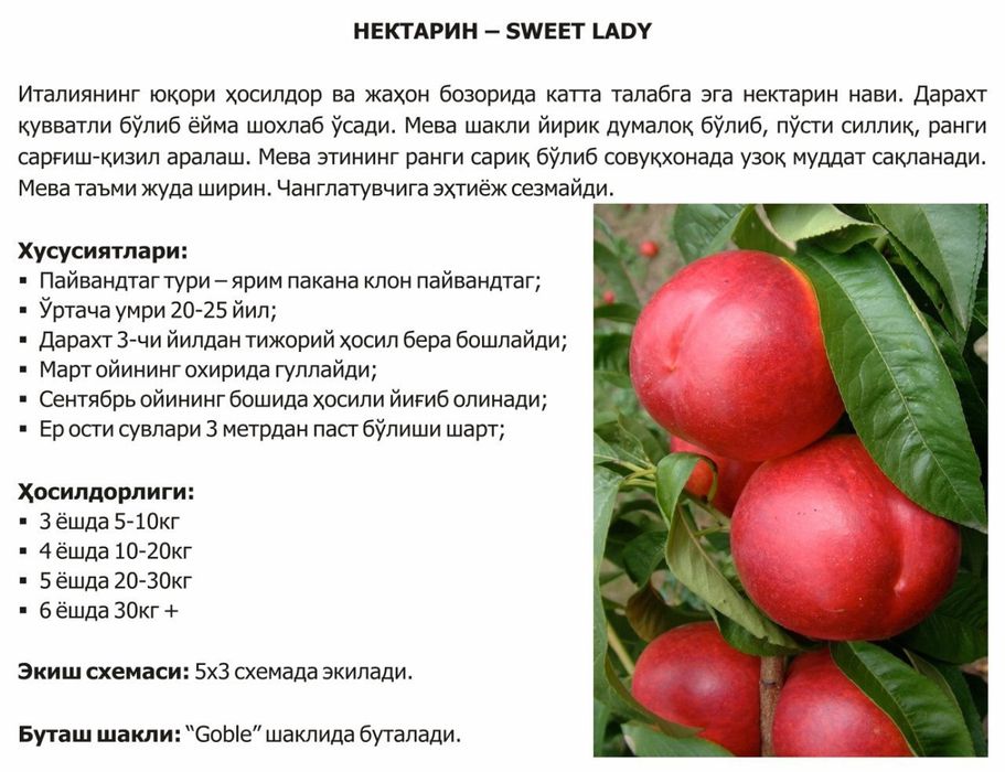 Olma gilos nok urik va mevali va manzarali kuchatlar bor